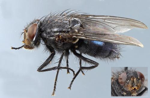 Réf. 298 787 : Calliphora vicina
